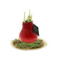Rot